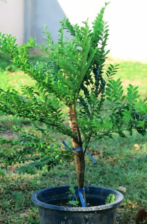 ต้นล่ำซำ ราคาถูกจากปราจีนบุรี